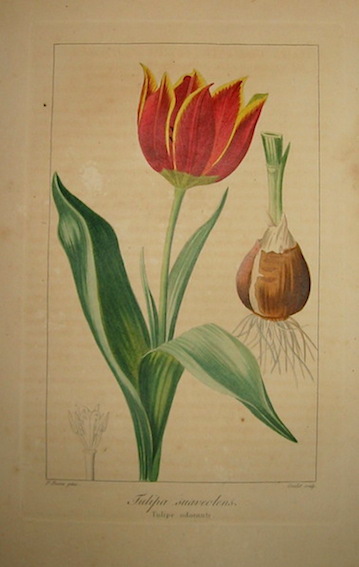 Bessa Pancrace (1771-1846) Tulipa suaveolens. Tulipe odorante 1828 Bruxelles